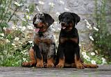 BEAUCERON - PUPPIES 239